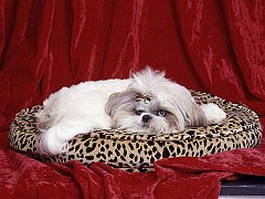Darling, Shih Tzu